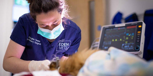 Eden Vets Referrals Soft Tissue Header