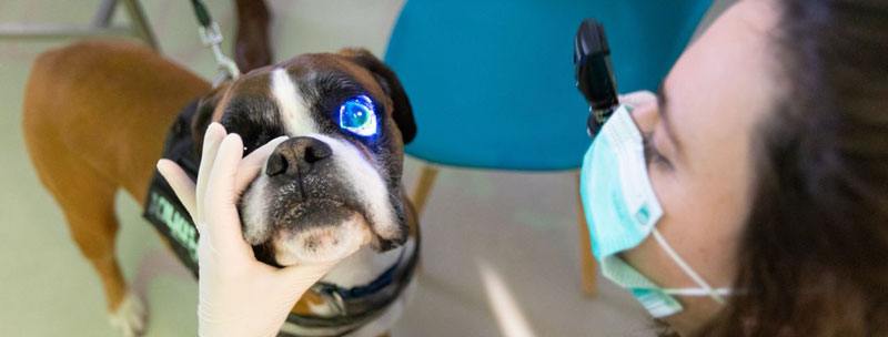 eden vets referrals ophthalmologist